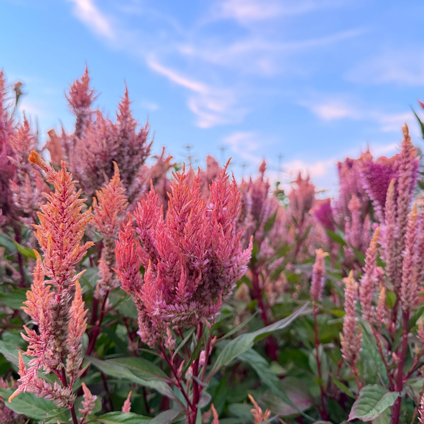 Rose Gold Celosia Seed