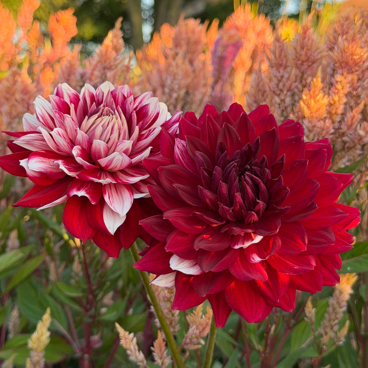 Hollyhill Court Jester