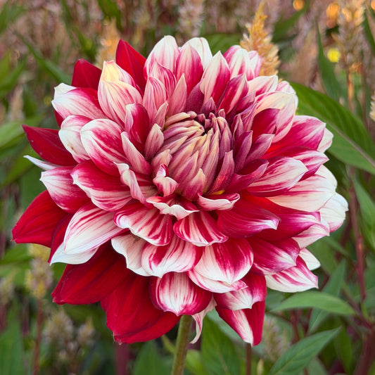 Hollyhill Court Jester