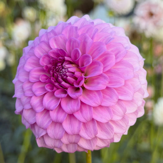 Glenmarc Connie🇦🇺 Limit One