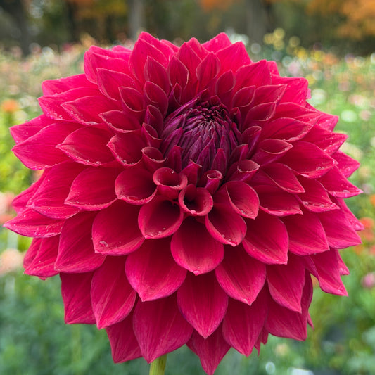 Barbarry Wildfire - Limit One