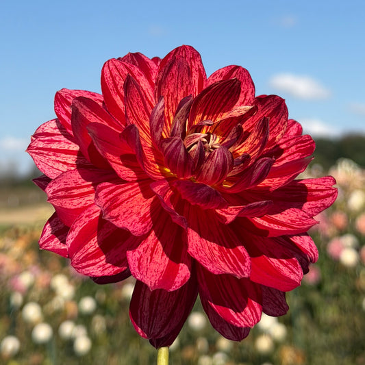 Hollyhill Tiger Rose