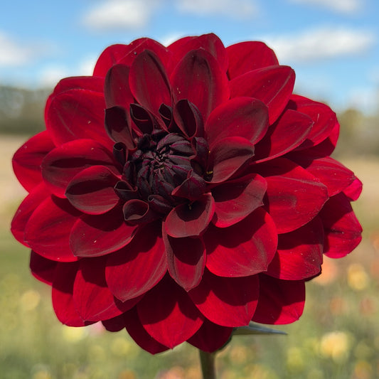 ALOA Ammerlander Rubin