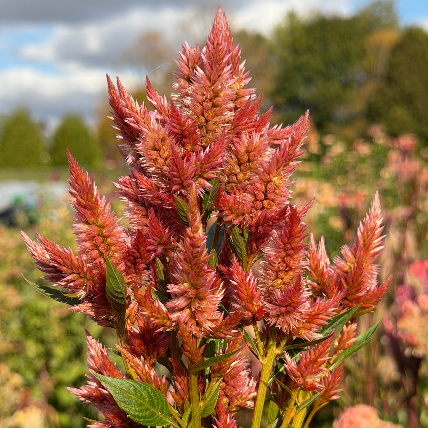 Celway Terracotta Celosia