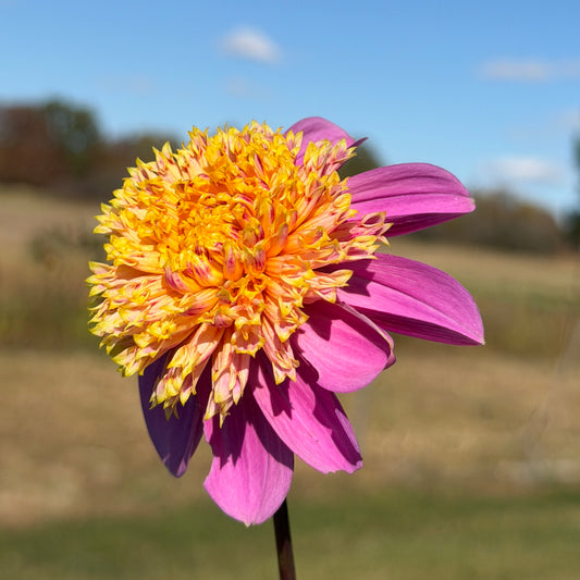 Van Isle Rosy Maple