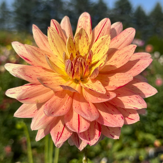 Hollyhill Pink Tigress
