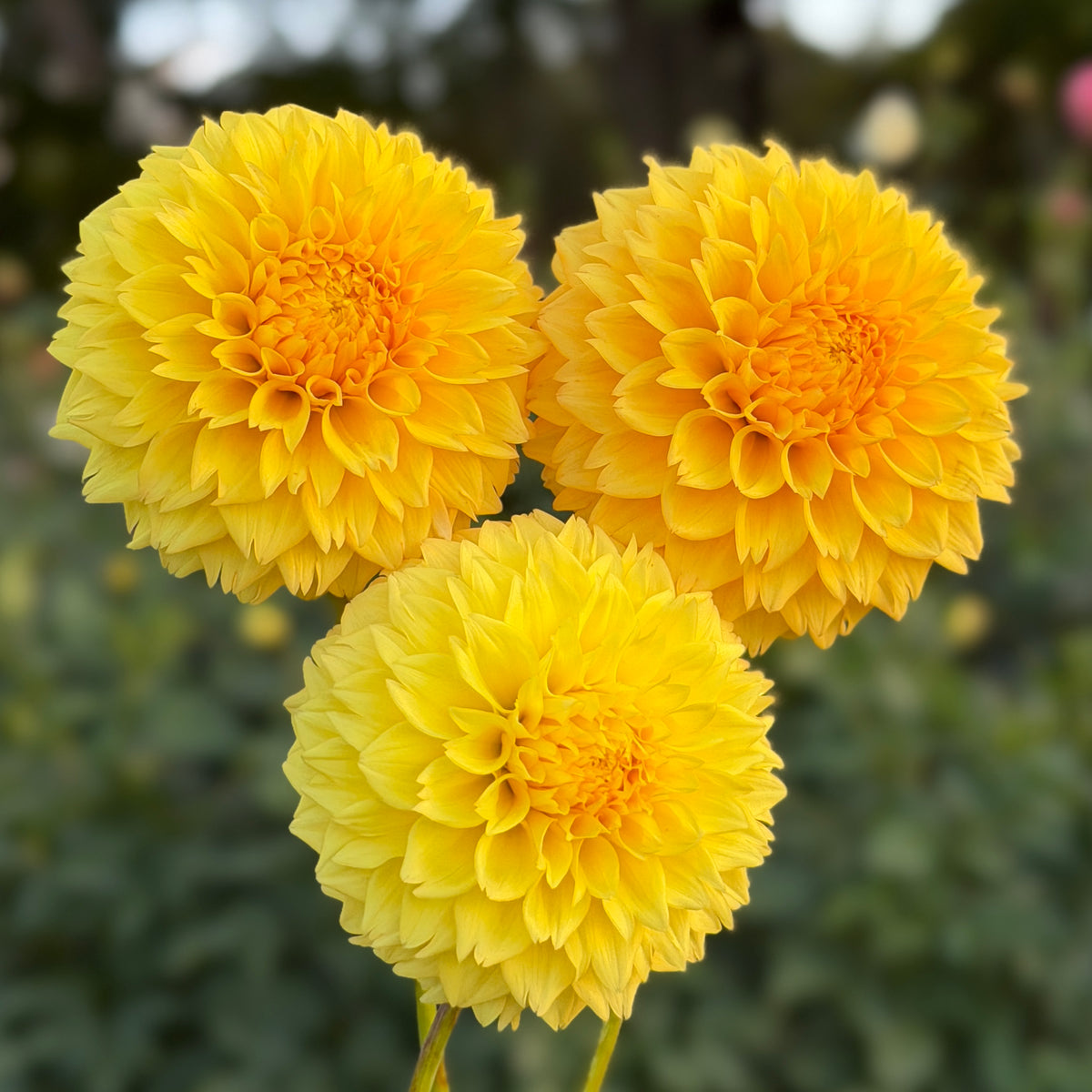 Florelie Dandelion🇦🇺