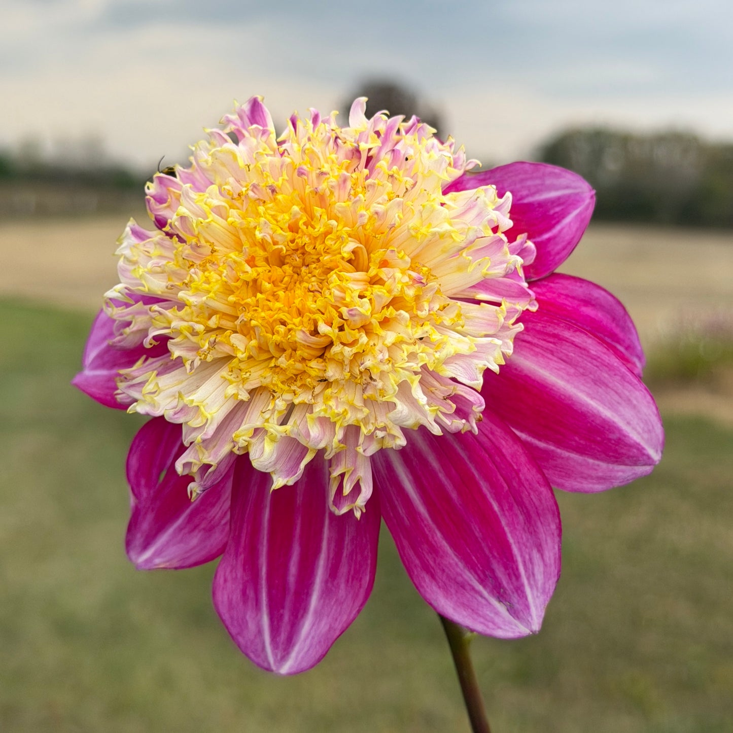 Sandia Evie G