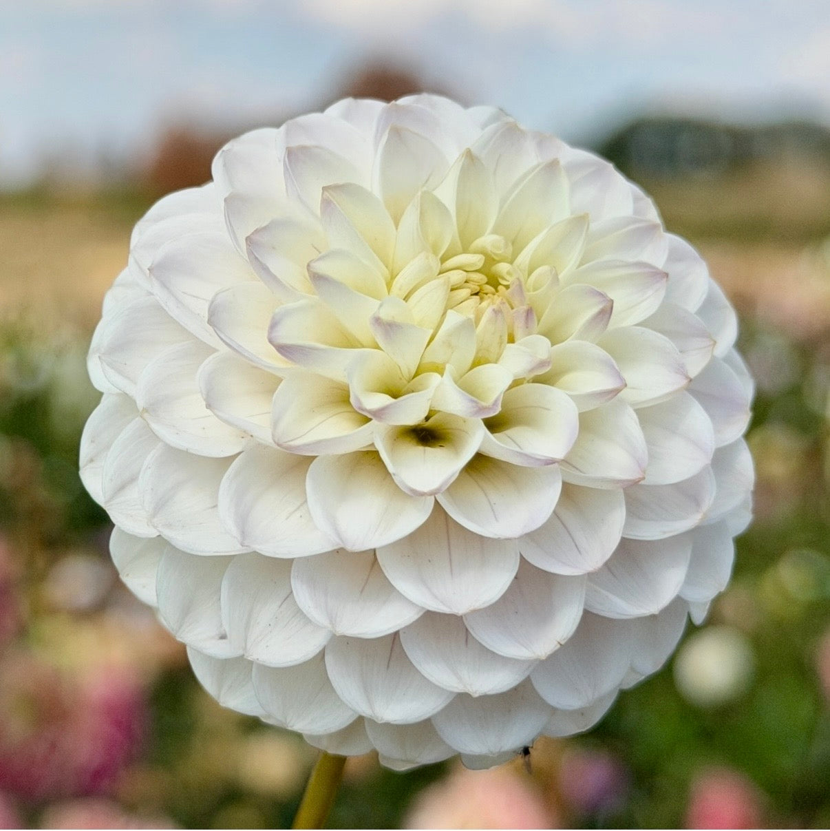 Florelie Cowrie 🇦🇺 Limit One