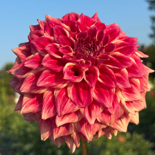 Winkie Rhubarb🇦🇺 Limit One