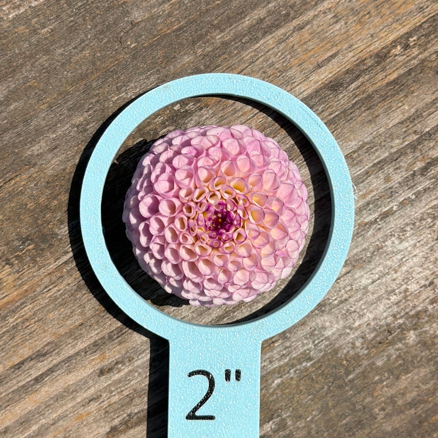 Five Ring Flower Measuring Set in Multi Color