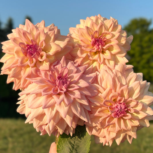 Everbloom Lullaby 🇦🇺 Limit One