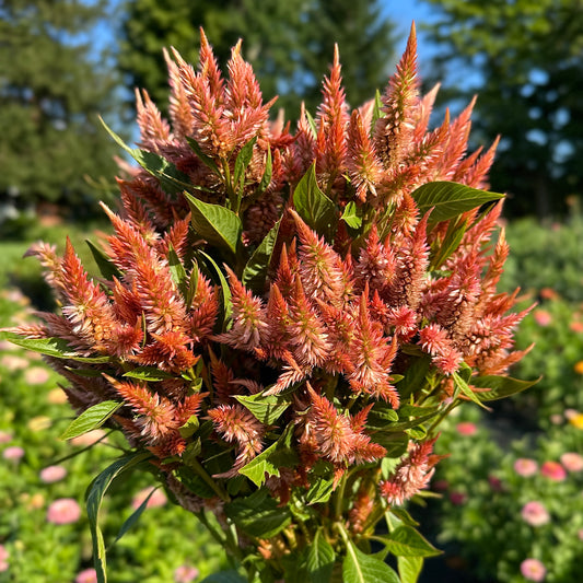 Celway Terracotta Celosia