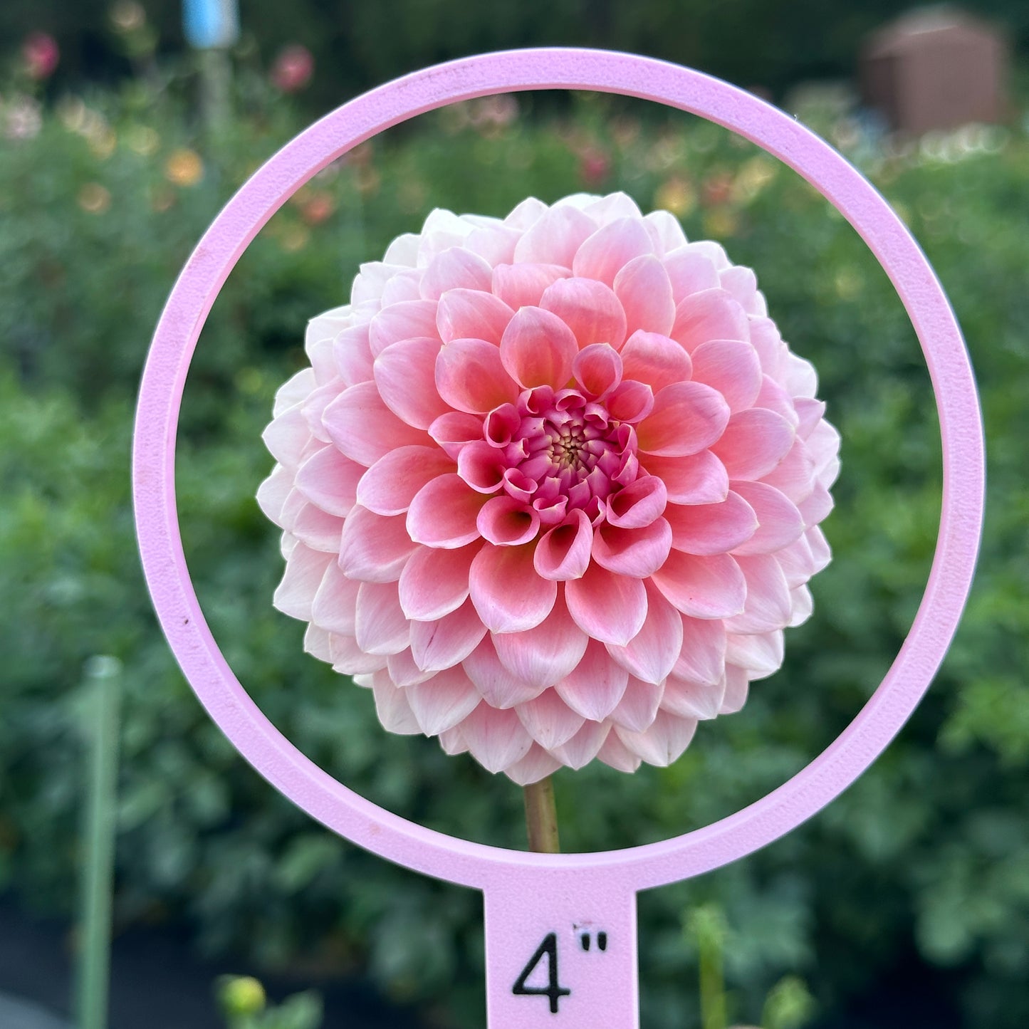 Five Ring Flower Measuring Set in Multi Color