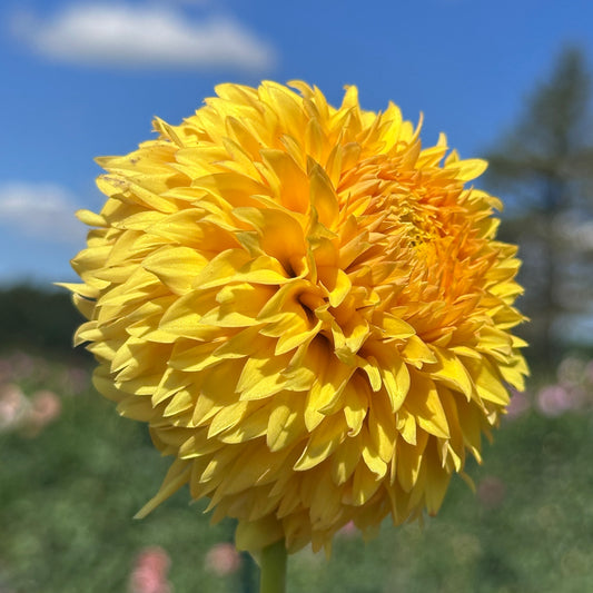 Florelie Dandelion🇦🇺