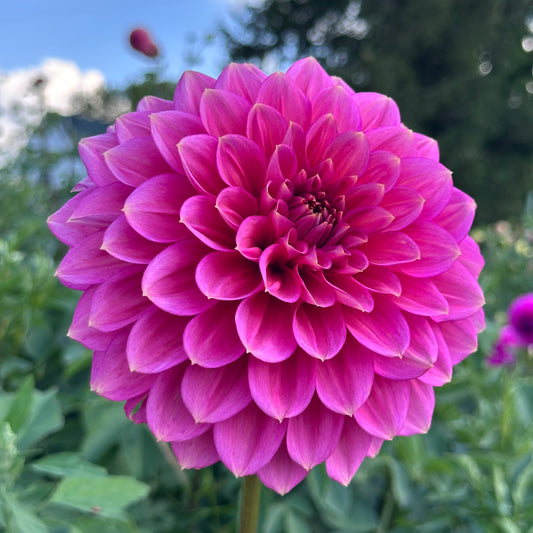 Florelie Guava 🇦🇺 Limit One