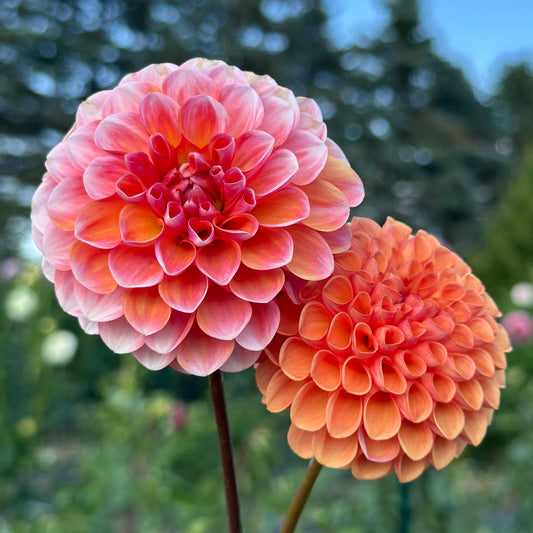 Florelie Angostura 🇦🇺
