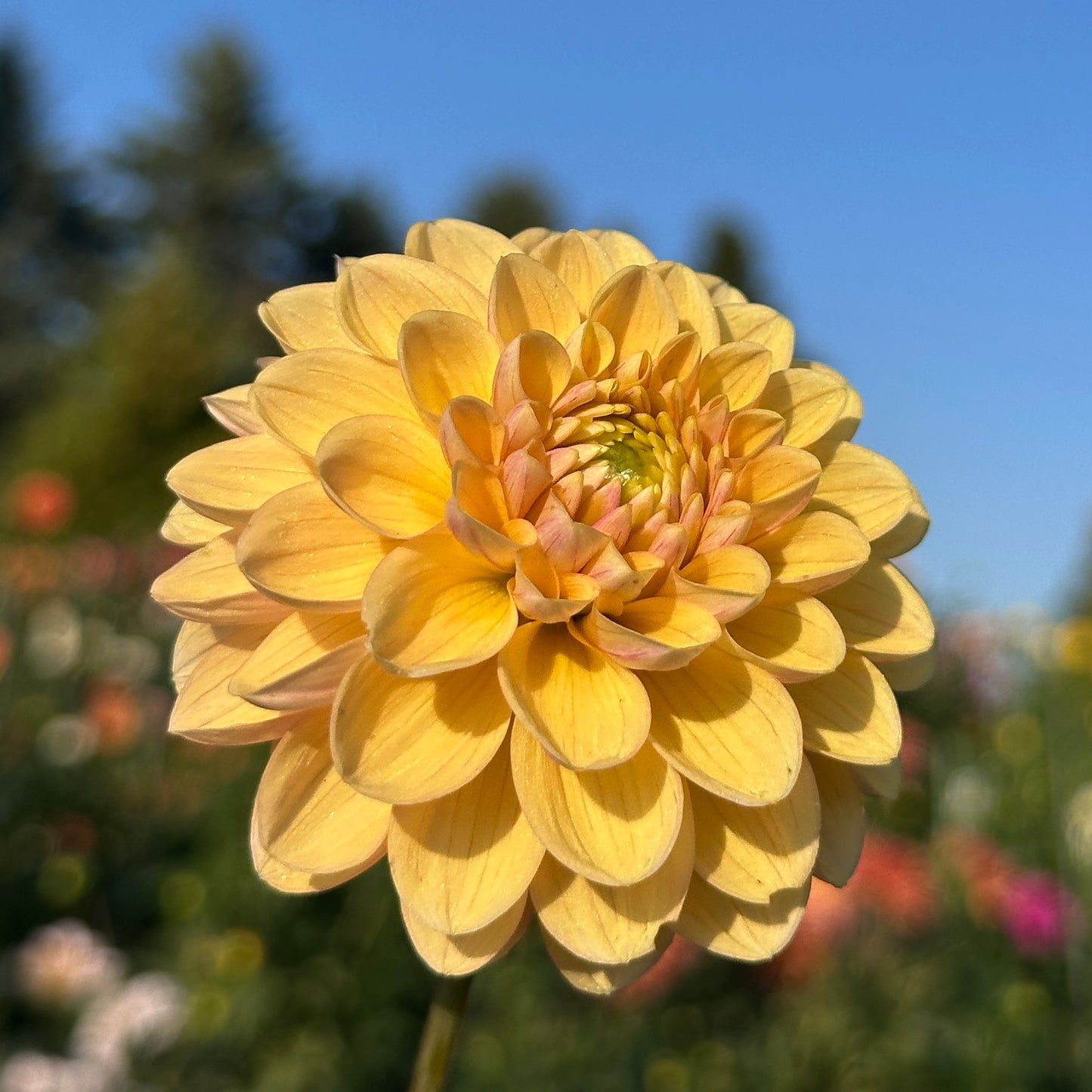Everbloom Sally 🇦🇺
