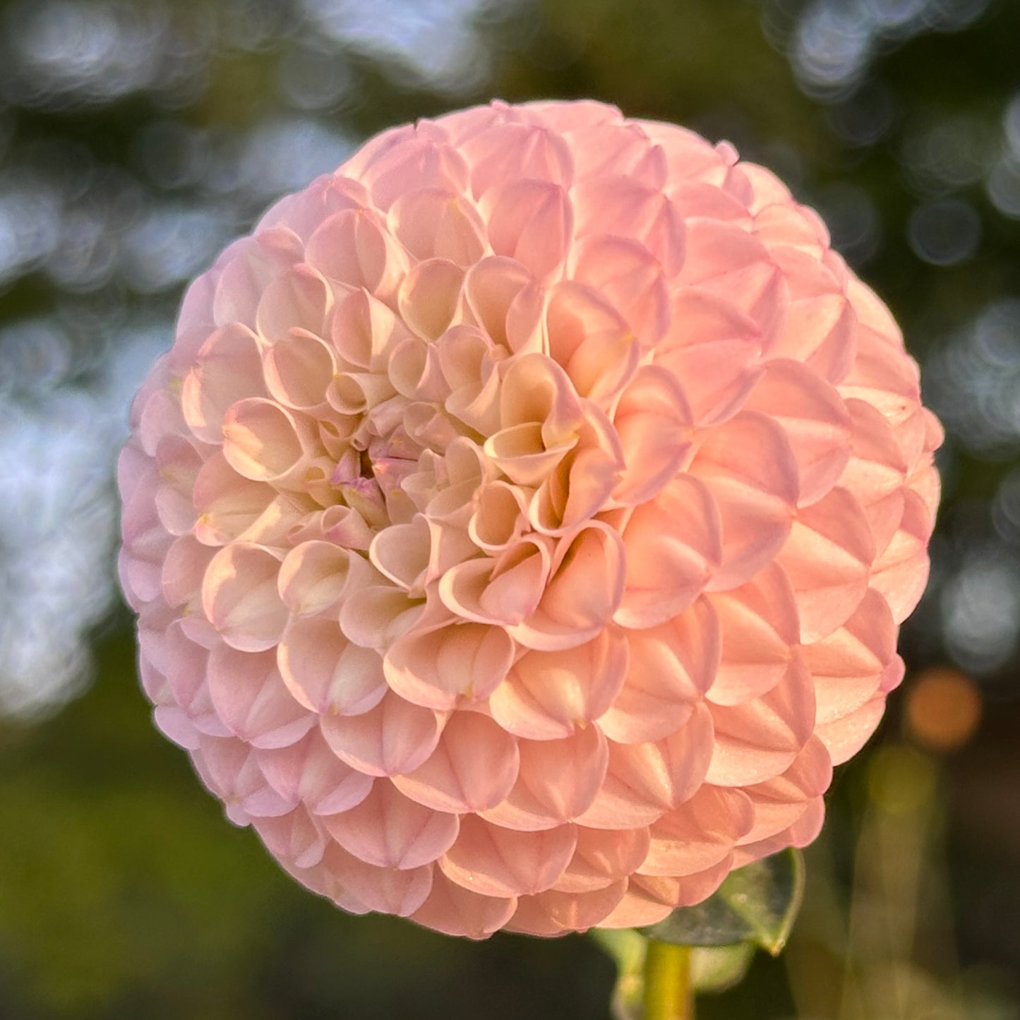 Irish Pinky