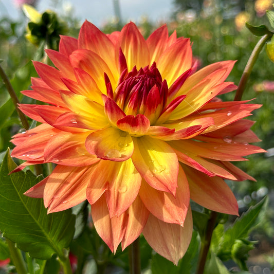 ALOA Sunset Queen