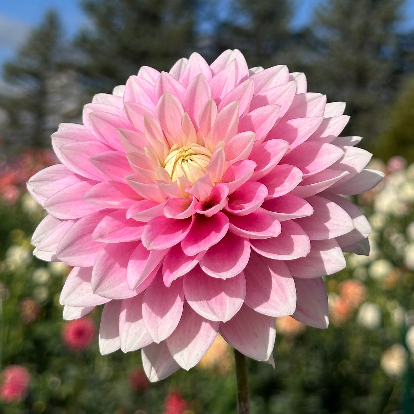Dapex Pink Delight