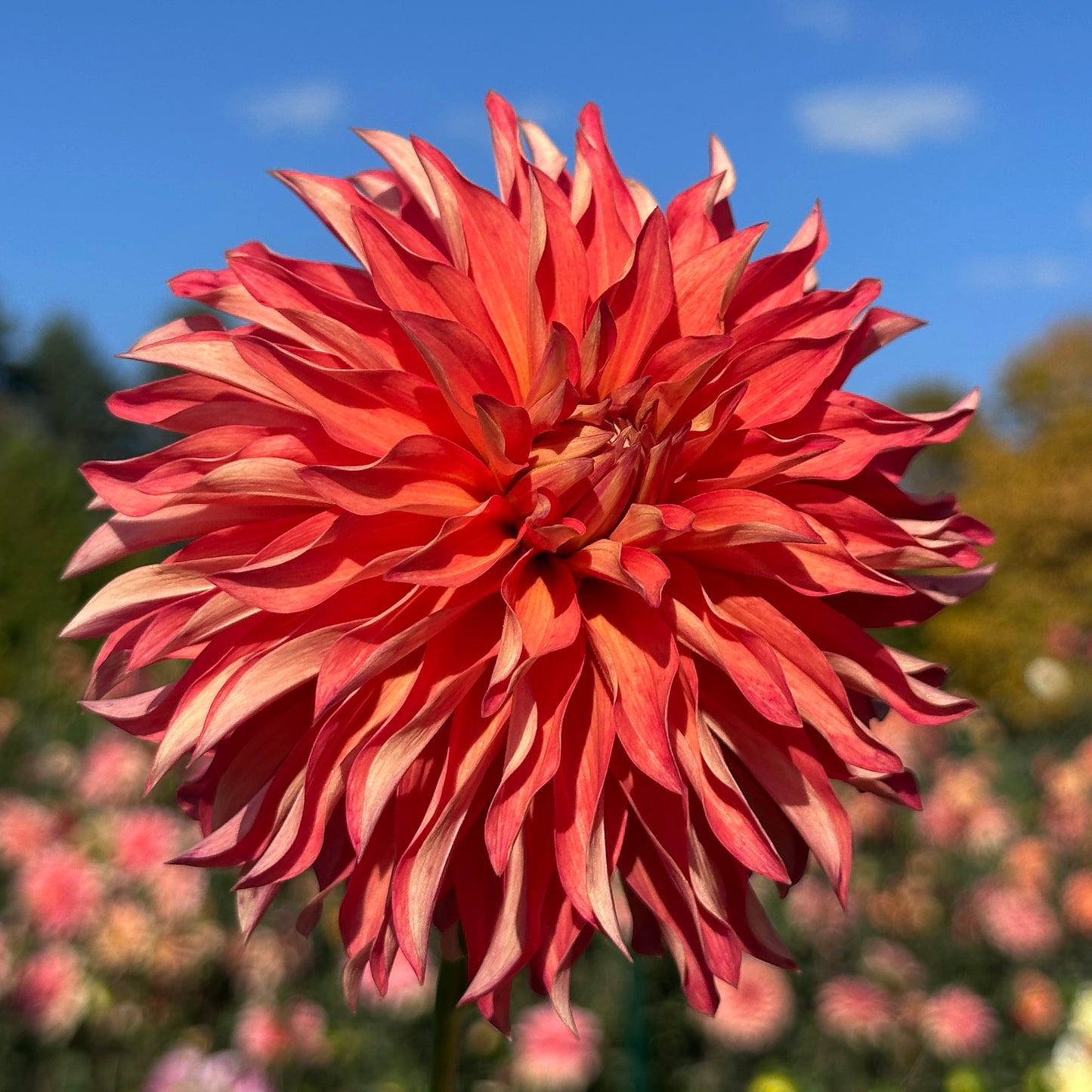 River's Summer Fling