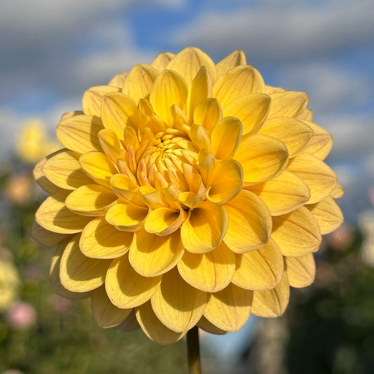 Everbloom Sally 🇦🇺