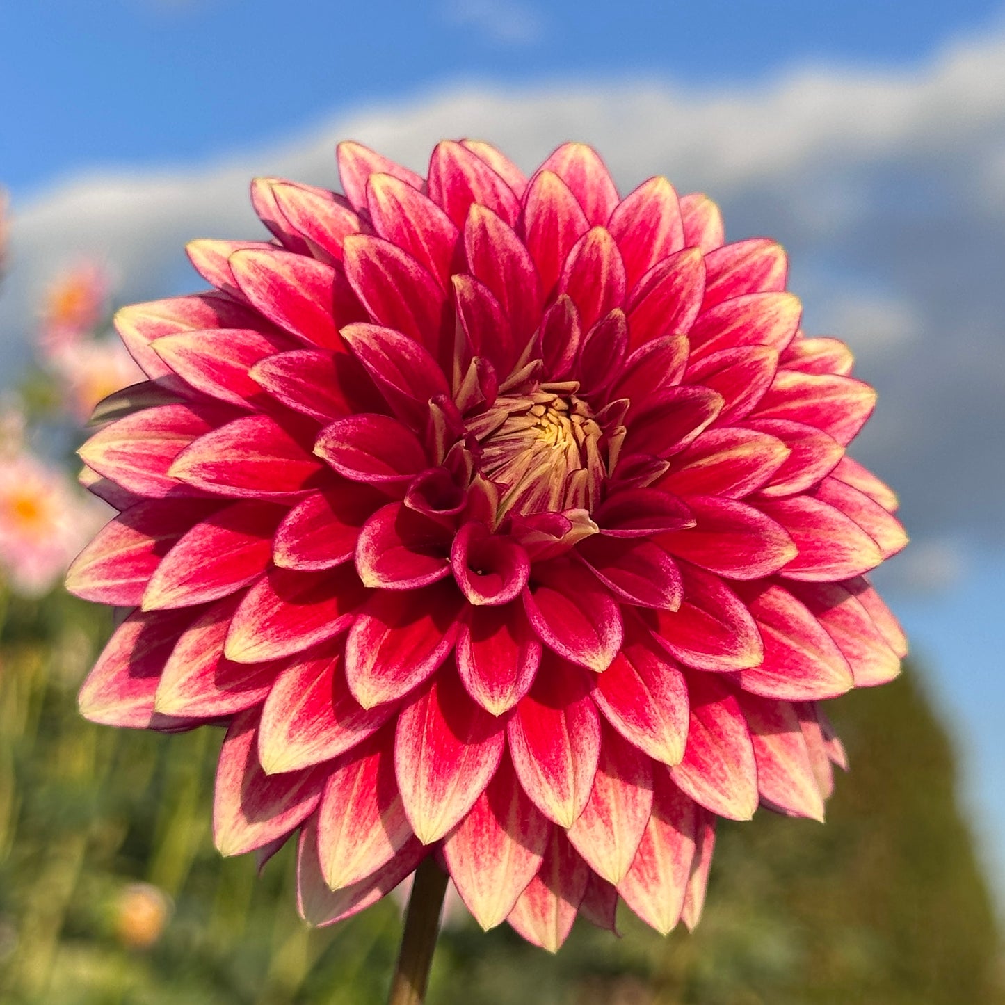 Coral Isle 🇦🇺 Limit One