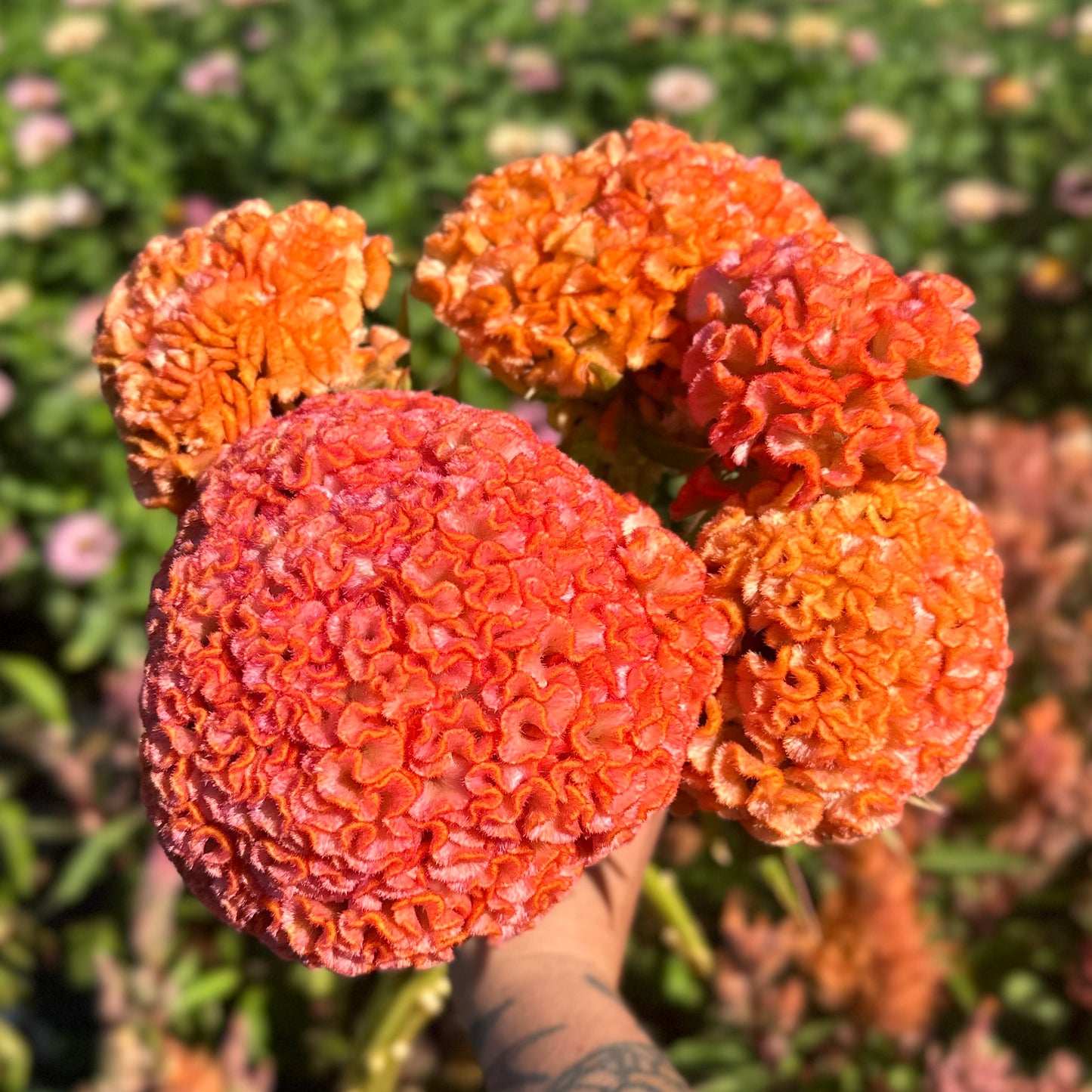 Jura Salmon Celosia