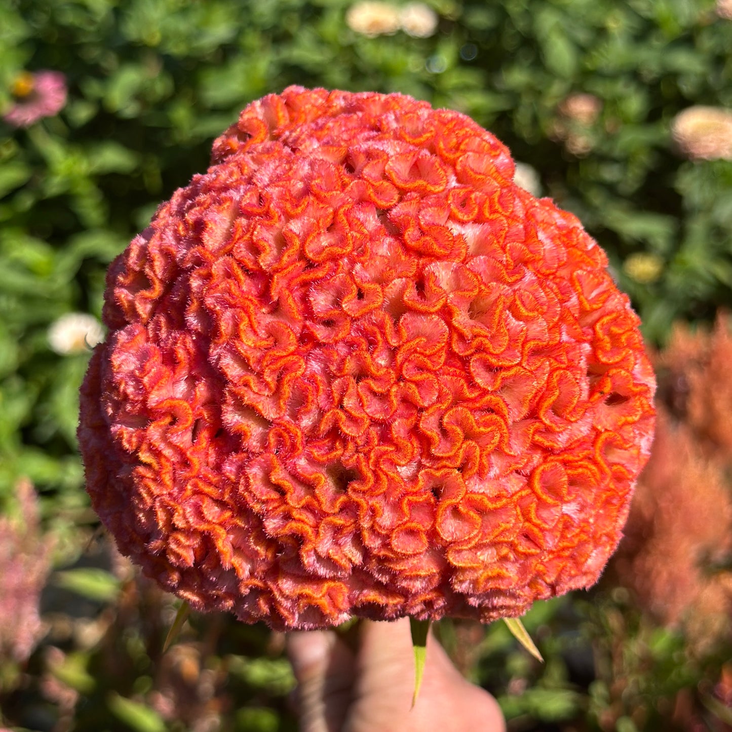 Jura Salmon Celosia