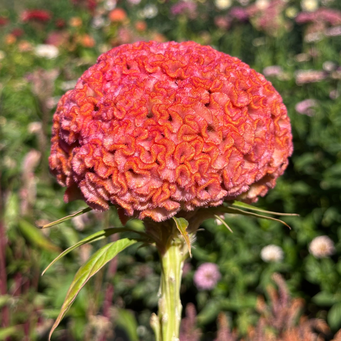 Jura Salmon Celosia