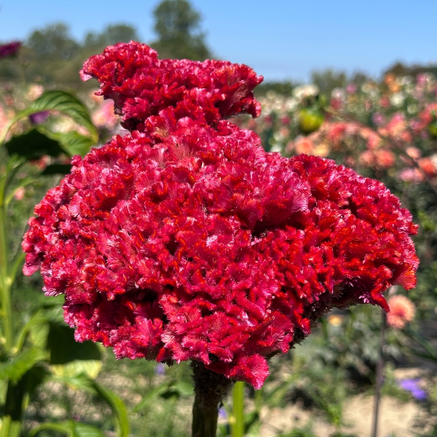 Bombay Fiore Celosia