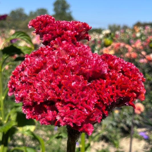 Bombay Fiore Celosia