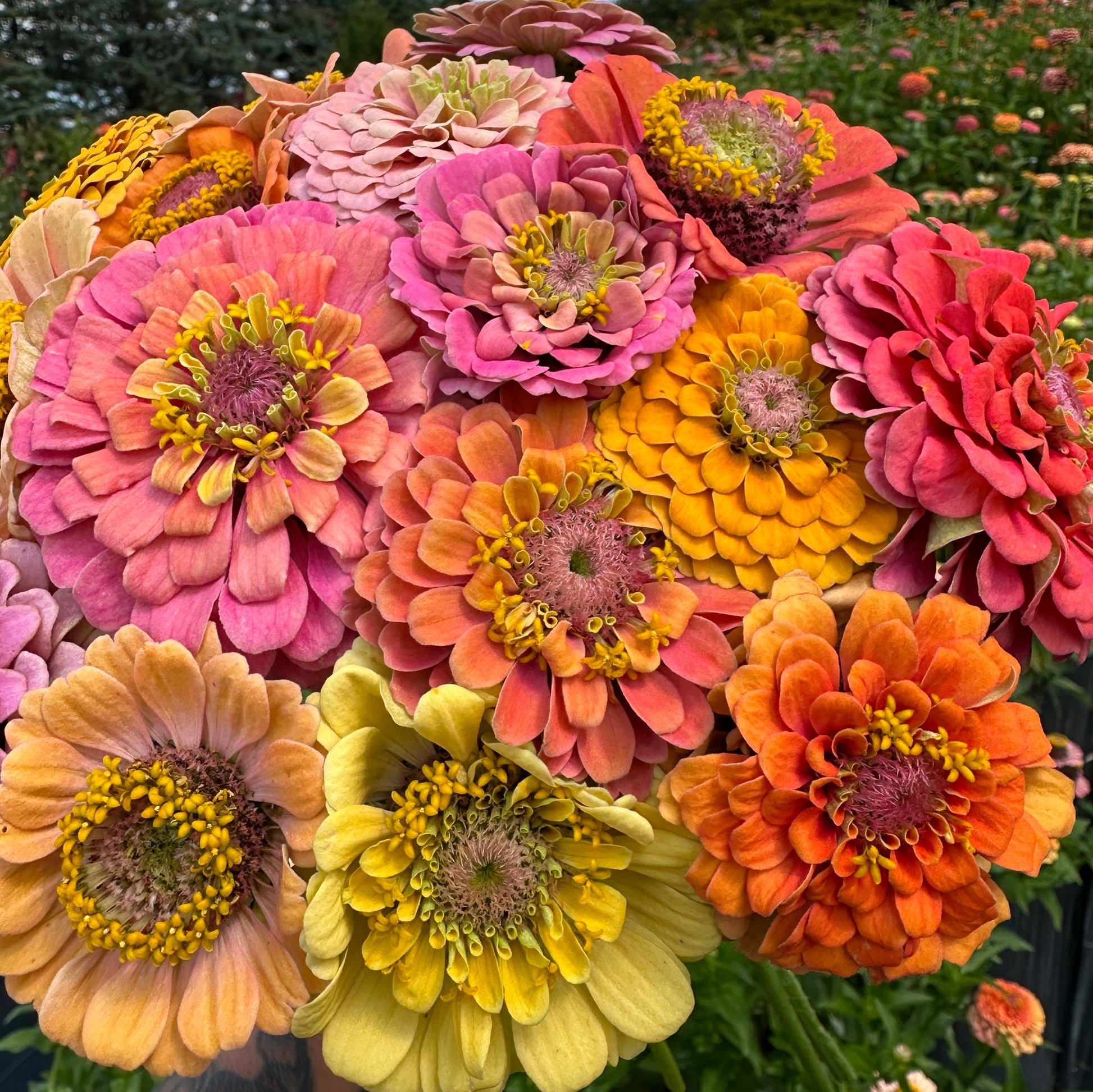 unicorn flower seeds Unicorn Open Pollinated Zinnia – Dane Flower Farm