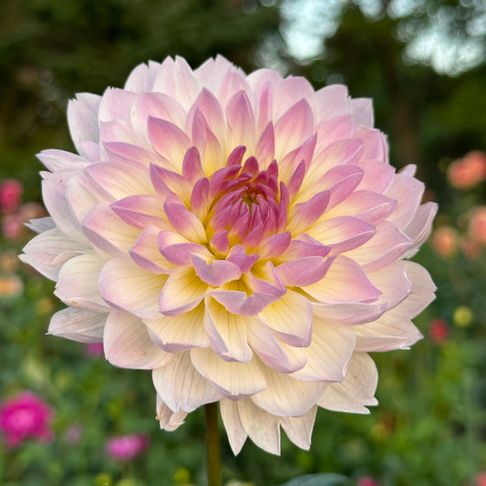 Hollyhill Lilibet