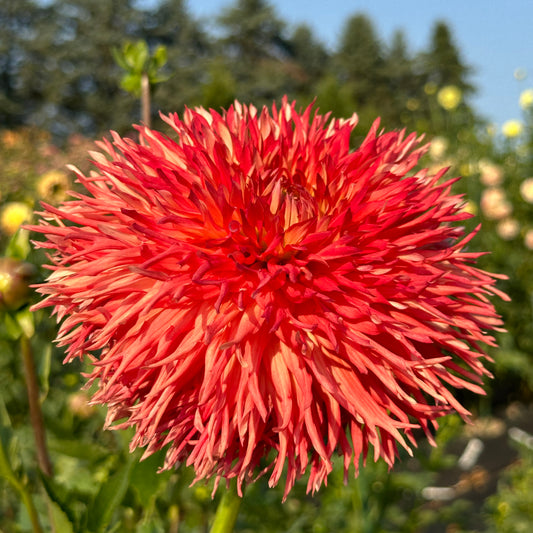 Le Feu du Soleil