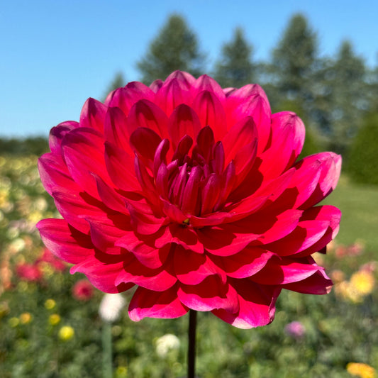 Hollyhill Pandora