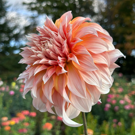 Princess Beatrix
