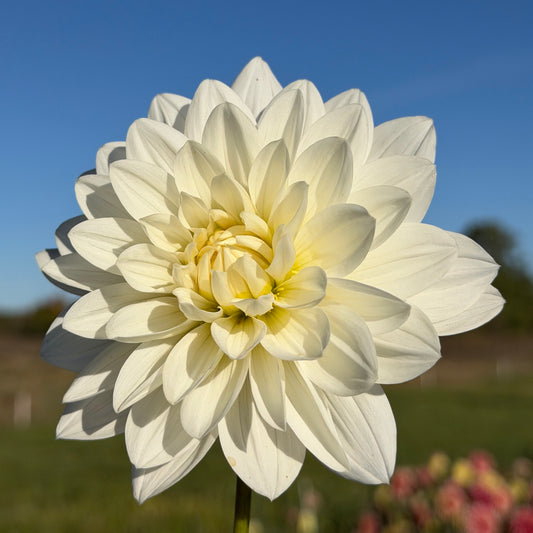 Daisy Adair