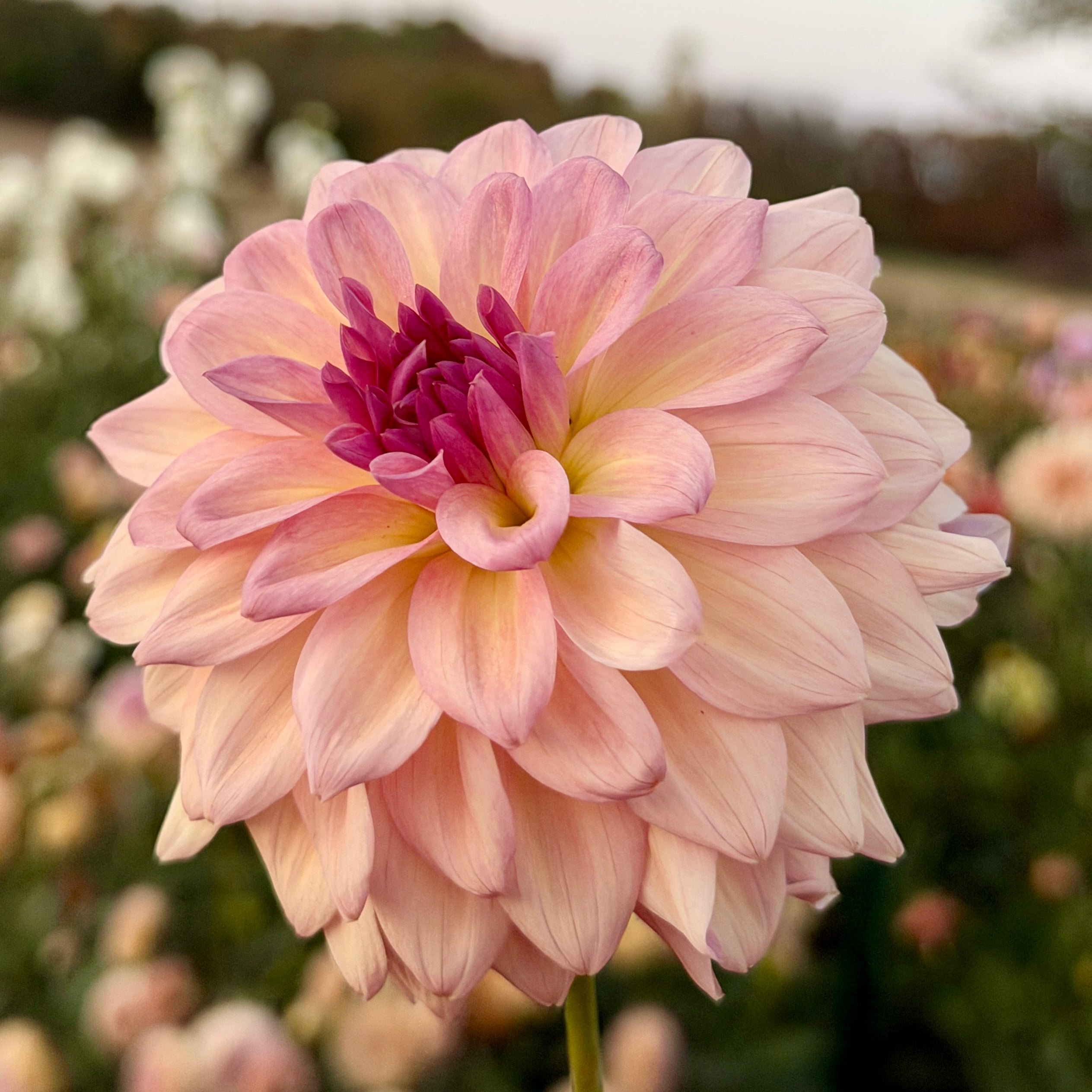 Everbloom Lullaby 🇦🇺 Limit One – Dane Flower Farm